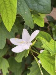 Bauhinia acuminata, photograph (c) Raja Sekhar Chimirala, some rights reserved (CC BY)