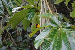 Euphonia anneae