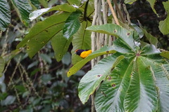 Euphonia anneae