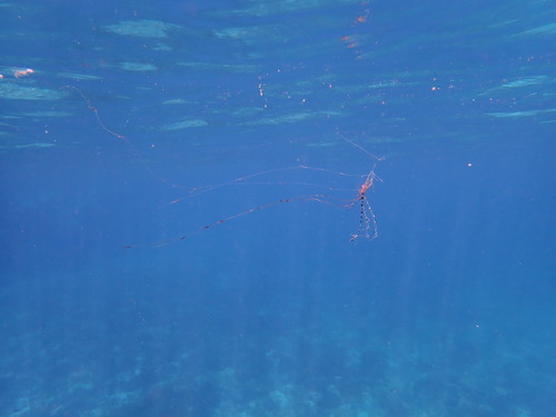 Scalloped ribbonfish (Zu cristatus) — Trachipteridae — 4