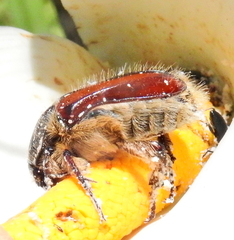 Trichostetha capensis hottentotta