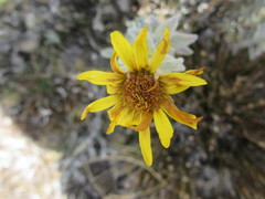 Senecio hohenackeri