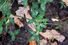Trifolium pratense