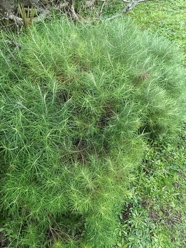 Cassinia tenuifolia observed 2025-08-23
