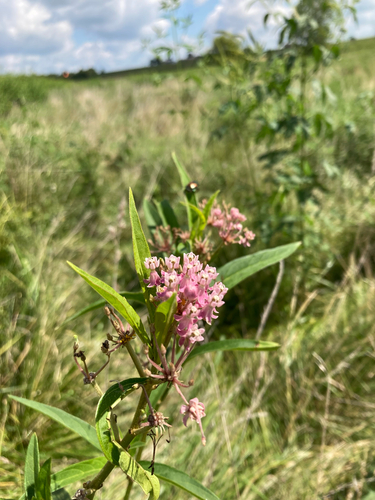 swamp milkweed