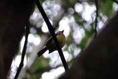 Aphanotriccus capitalis