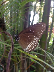 Euploea core
