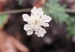 Scabiosa ochroleuca