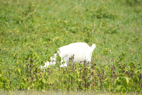 Domestic Goat