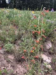 Ipomopsis aggregata aggregata