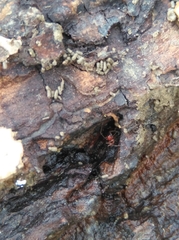 Ostearius melanopygius