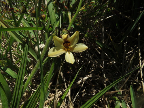 Image of Wachendorfia brachyandra by (c) Jeremy Gilmore, some rights reserved (CC BY)
