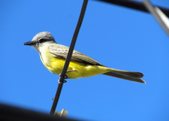 Tyrannus melancholicus