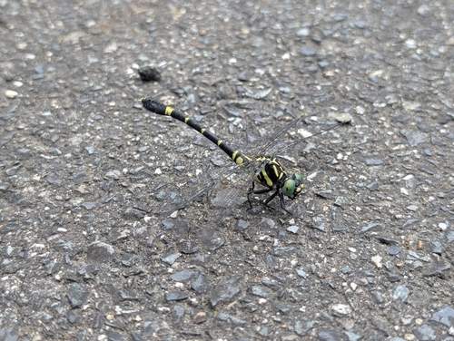 Melligomphus viridicostus