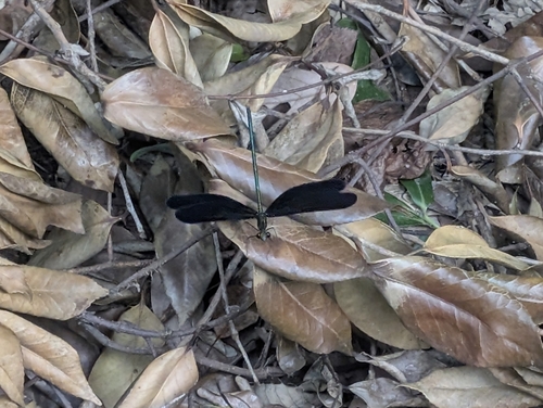Atrocalopteryx atrata