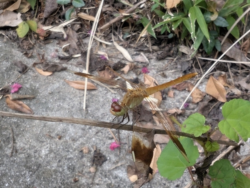 Sympetrum pedemontanum elatum