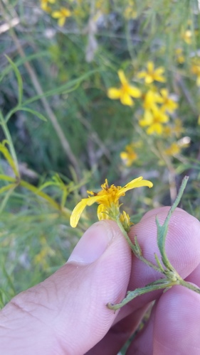 Bidens menziesii ssp. filiformis