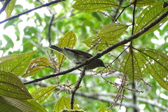 Turdus obsoletus