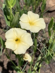 Thunbergia atriplicifolia