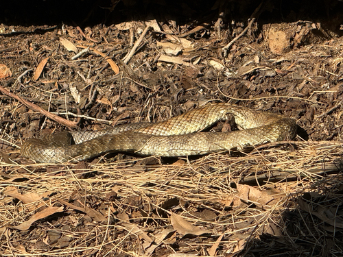 Tiger Snake sighting