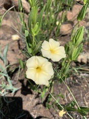 Thunbergia atriplicifolia