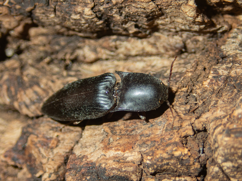 Lanelater judaicus