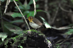 Ochre-Breasted Antpitta photo 2