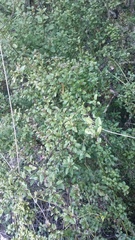 Stenogyne microphylla