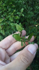 Stenogyne microphylla