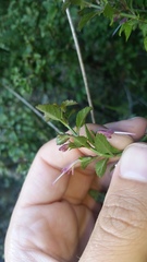 Stenogyne microphylla