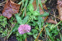 Trifolium pratense
