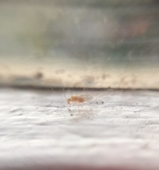 Psocodea