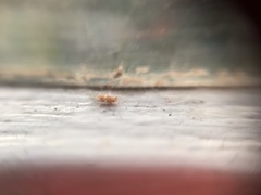 Psocodea