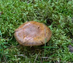 Thaxterogaster purpurascens