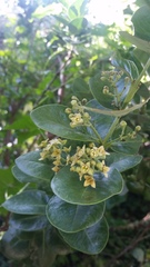 Santalum paniculatum