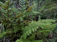 Myriopteris myriophylla
