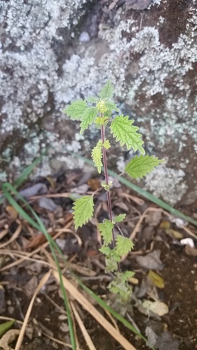Hawai'i stingingnettle (Hesperocnide sandwicensis)