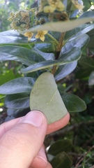 Santalum paniculatum