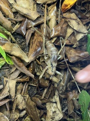 Nesoecia insignis