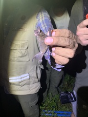 Nyctinomops laticaudatus