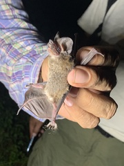 Nyctinomops laticaudatus