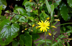 Brachyglottis turneri