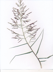 Eragrostis curtipedicellata