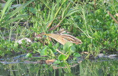 Ixobrychus involucris