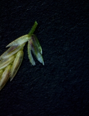 Eragrostis curtipedicellata