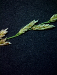 Eragrostis curtipedicellata