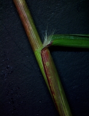 Eragrostis curtipedicellata