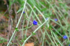 Cichorium intybus