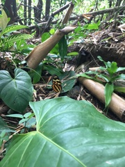 Mechanitis polymnia kayei