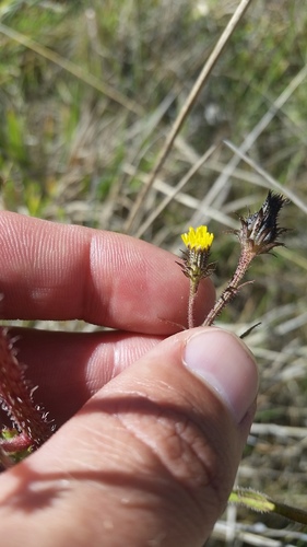 Picris hieracioides observed 2019-11-02